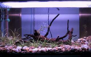 akv�rium a bujk�l� lak�kkal